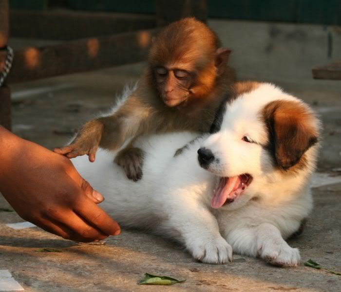 perros perros