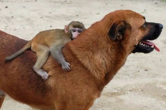 perros y más perros. perros y más perros.