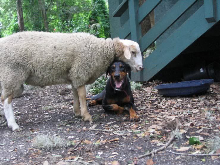 perros perros