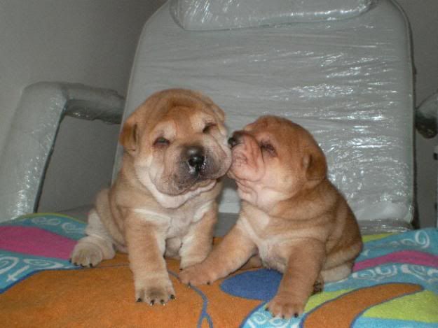 Todas mis imágenes de perros. Todas mis imágenes de perros.