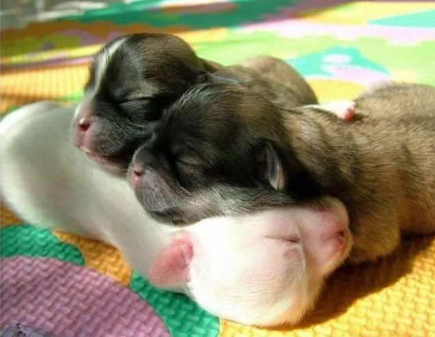 perros perros