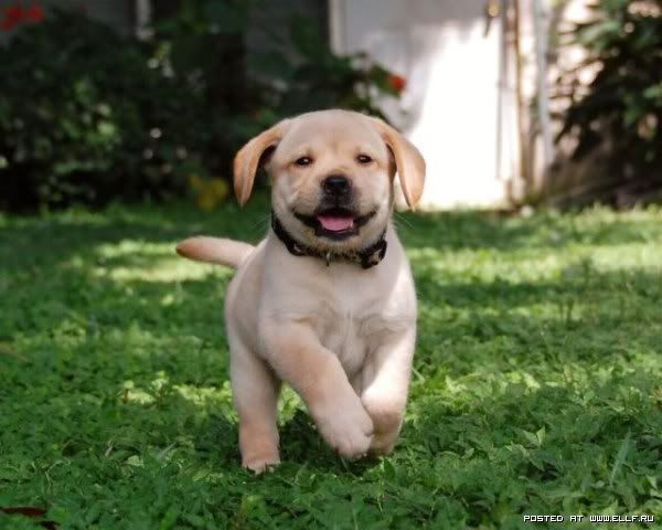 fotos de perros fotos de perros