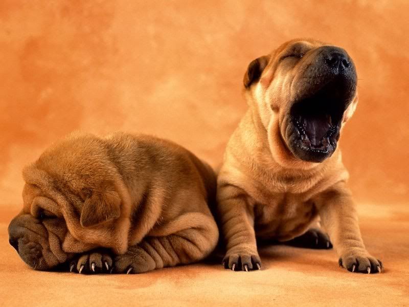 Todas mis imágenes de perros. Todas mis imágenes de perros.