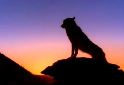 imágénes de perros imágénes de perros