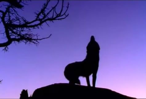 perros y más perros. perros y más perros.