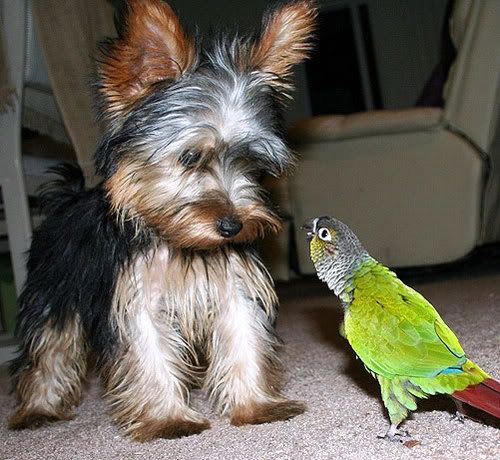 perros perros