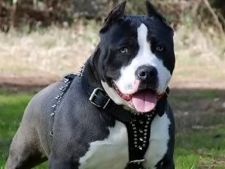 imágénes de perros imágénes de perros