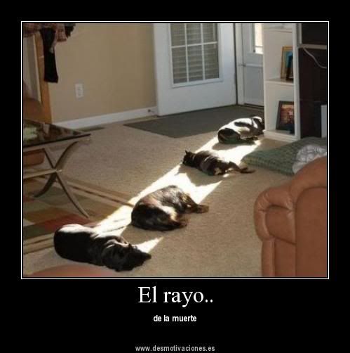 perros y más perros. perros y más perros.