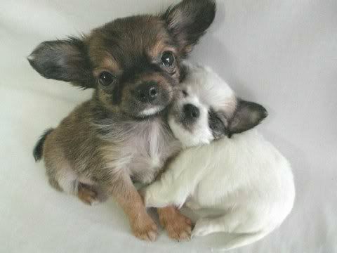 perros y más perros. perros y más perros.