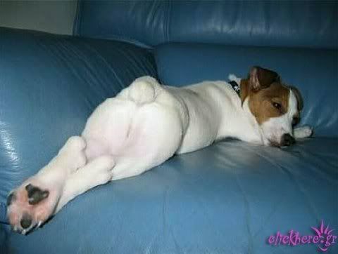 Todas mis imágenes de perros. Todas mis imágenes de perros.