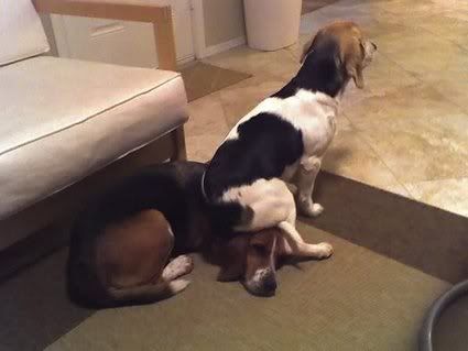 perros perros