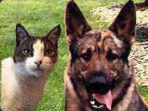 imágénes de perros imágénes de perros