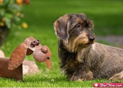 perros perros