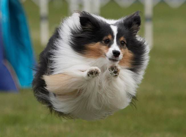imágénes de perros imágénes de perros