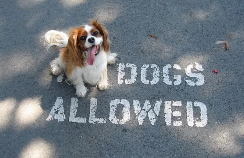 perros y más perros. perros y más perros.