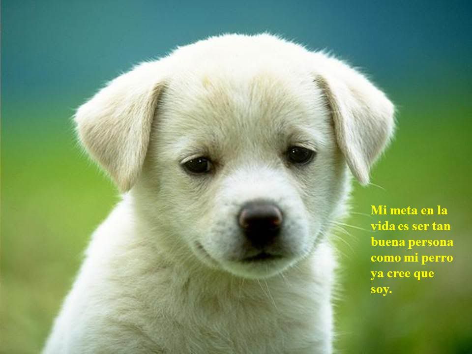 perros y más perros. perros y más perros.