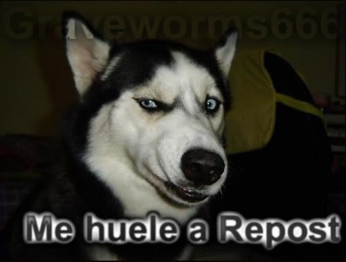 fotos de perros fotos de perros
