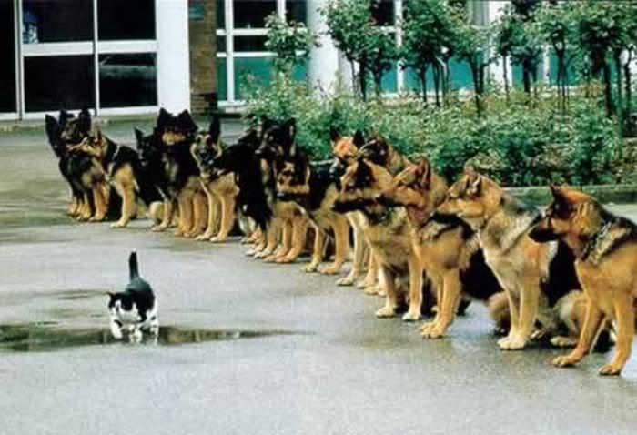 perros y más perros. perros y más perros.