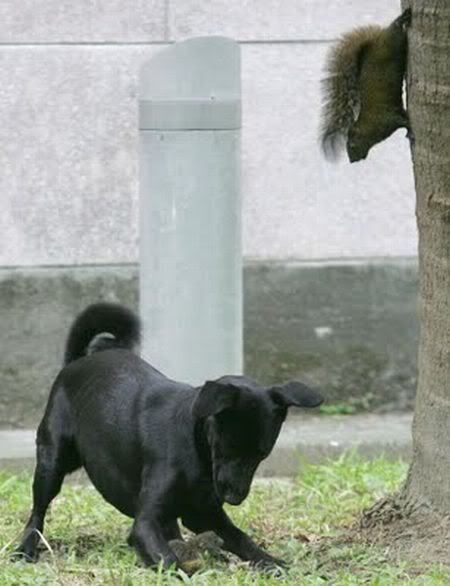 Todas mis imágenes de perros. Todas mis imágenes de perros.