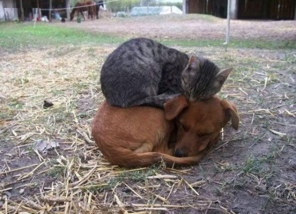 perros perros
