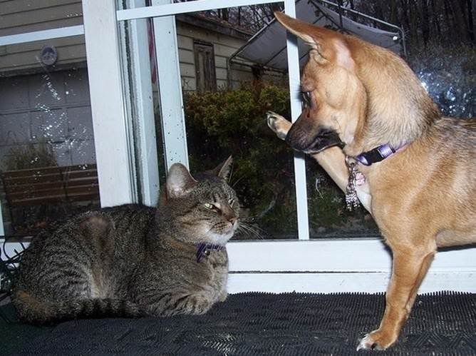 perros perros