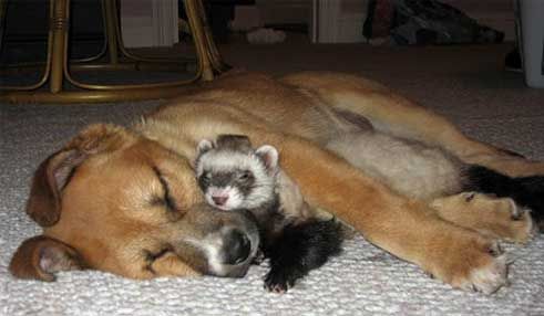 perros perros