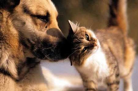 imágénes de perros imágénes de perros