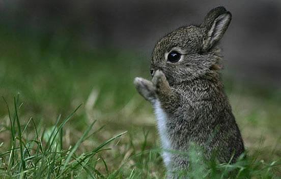 Baby Rabbit Pictures, Images and Photos