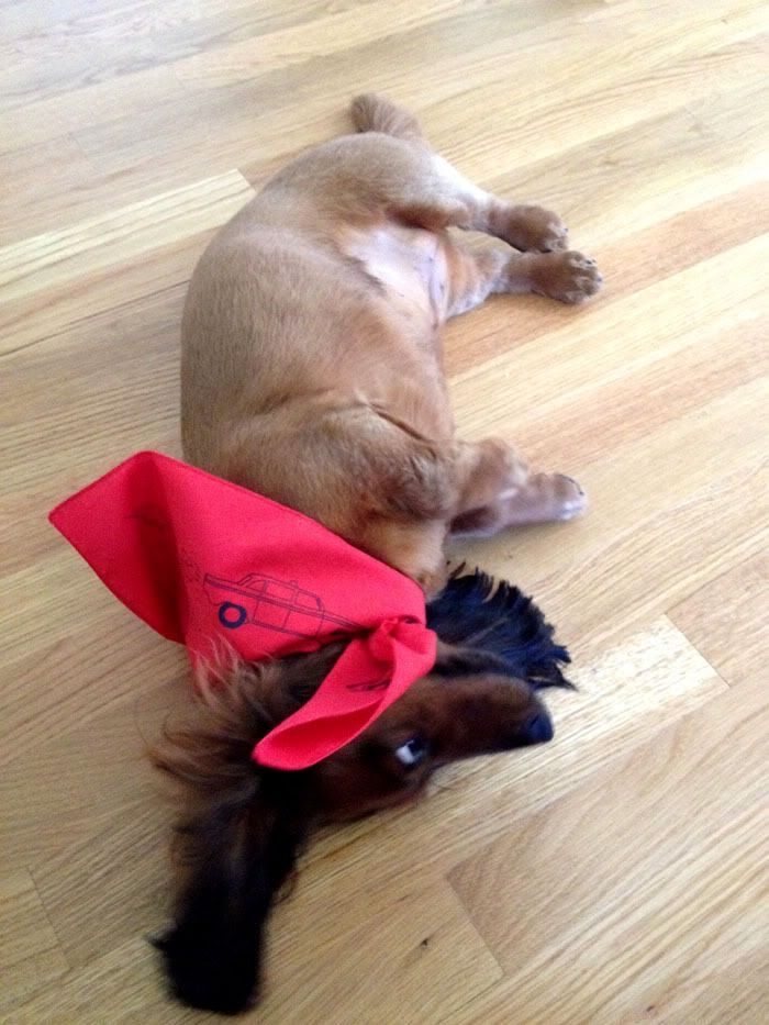 Puppy!