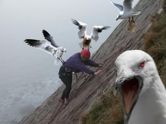 angry-real-birds.jpg