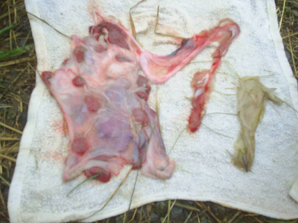 Cookie kidded - Goats