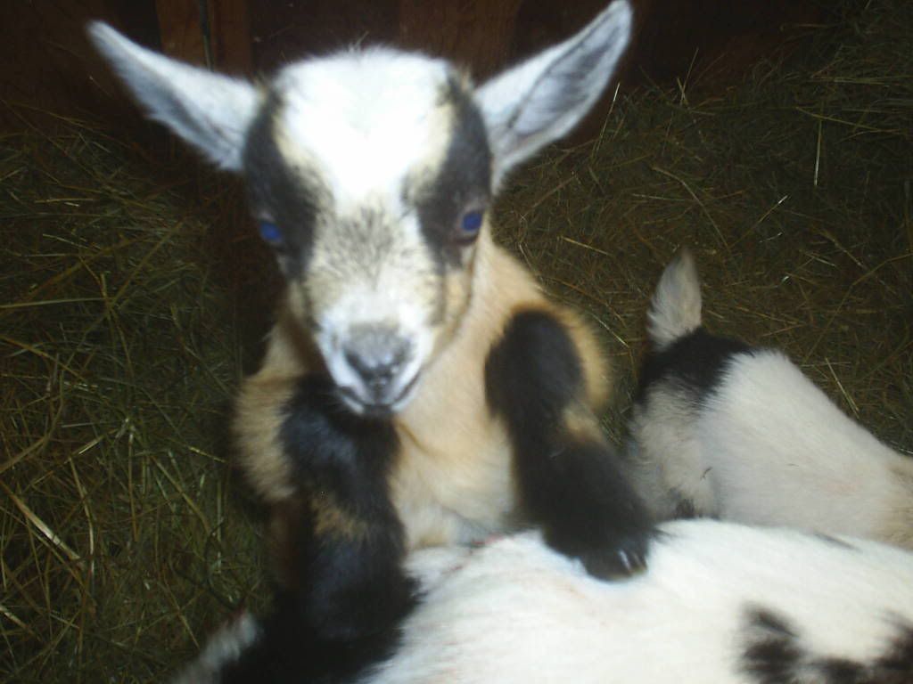 new pics 9 day old bucklings!!! - Goats