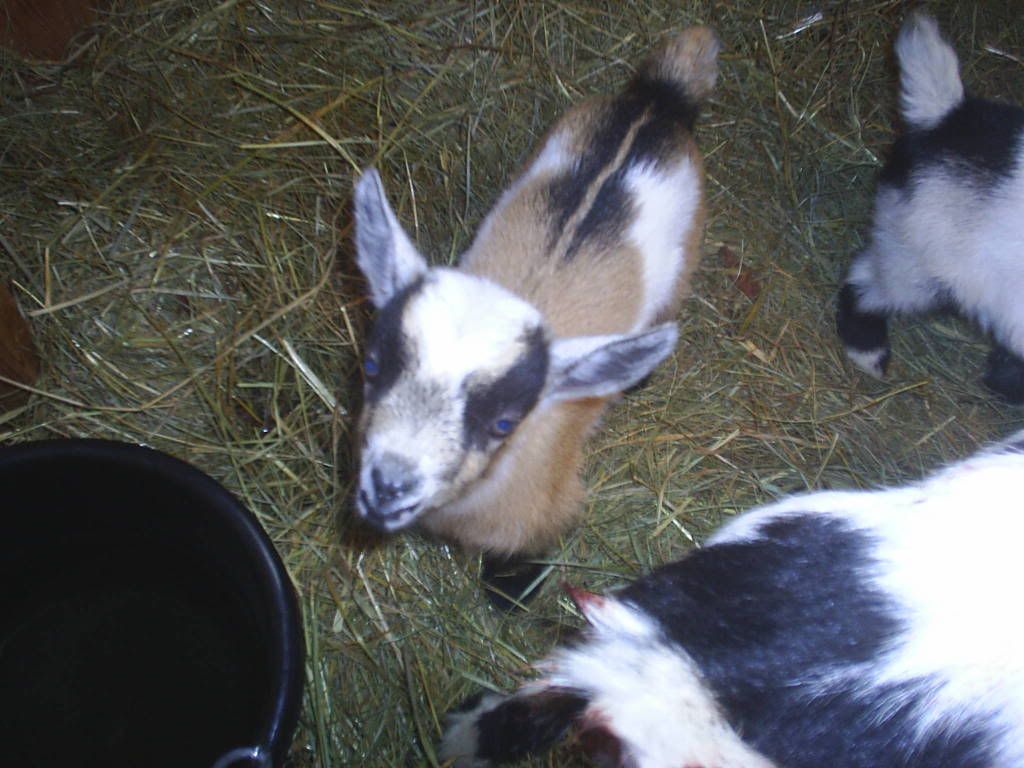 new pics 9 day old bucklings!!! - Goats