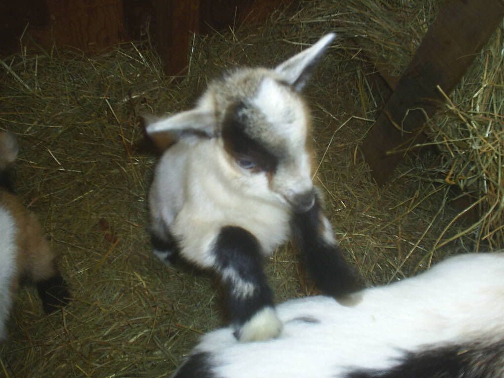 new pics 9 day old bucklings!!! - Goats