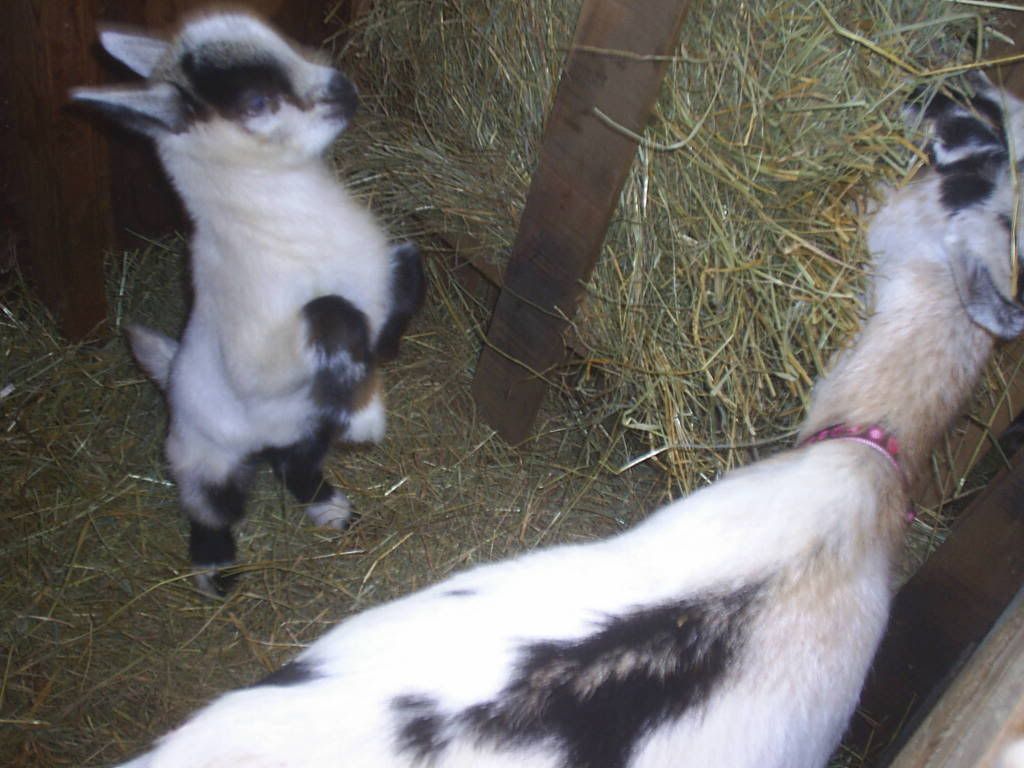 new pics 9 day old bucklings!!! - Goats