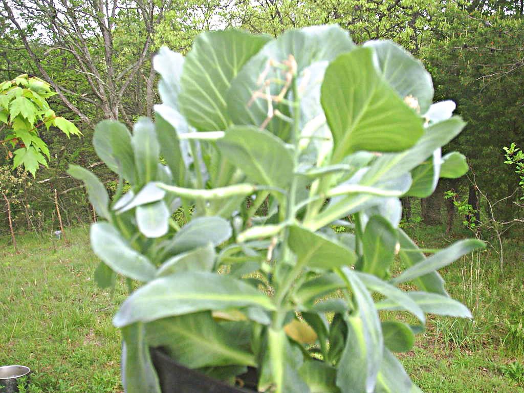 Yippie!!!! I have "bumps"..... - Gardening & Plant Propagation