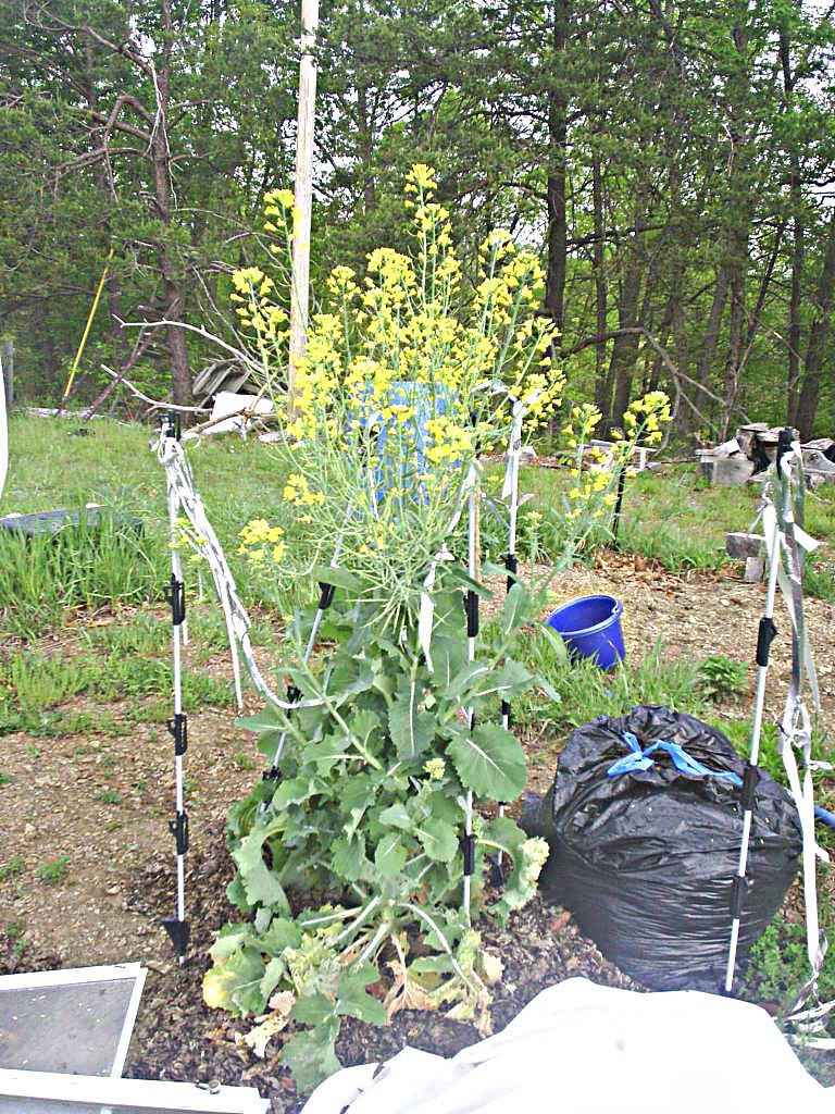 Yippie!!!! I have "bumps"..... - Gardening & Plant Propagation