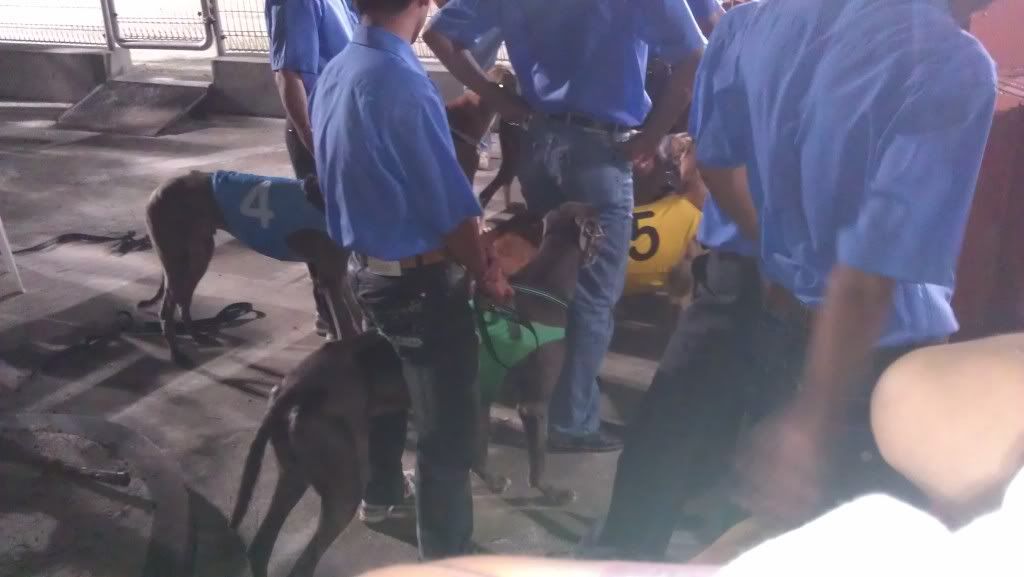 Cận Cảnh Đua Chó Ở Vũng Tàu... - 3