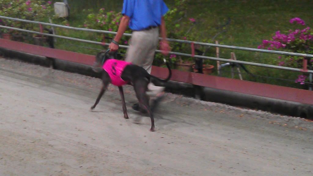 Cận Cảnh Đua Chó Ở Vũng Tàu... - 8