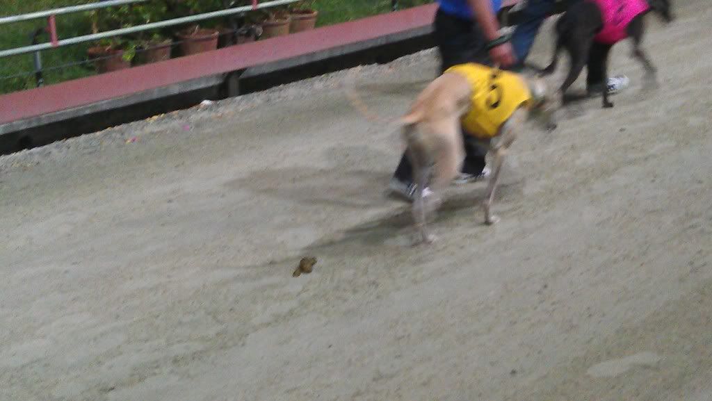 Cận Cảnh Đua Chó Ở Vũng Tàu... - 11