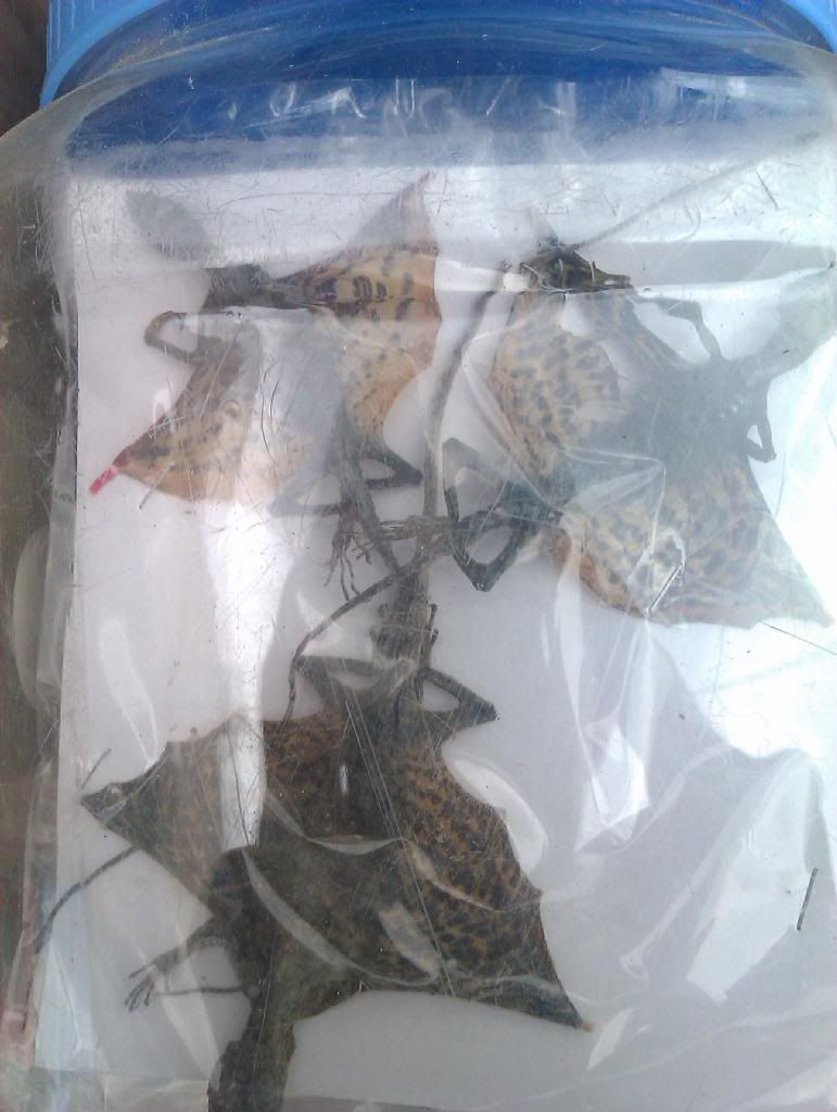 Bà con miền tây Việt Nam mình toàn xài hàng  Made in Thailand  - 1