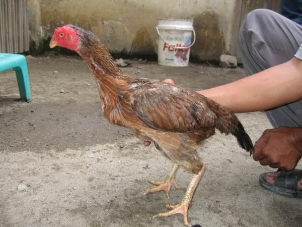 Harga Ayam Bangkok Hari Ini | Update Terbaru 2019