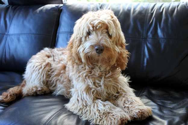 cockapoo puppy first haircut