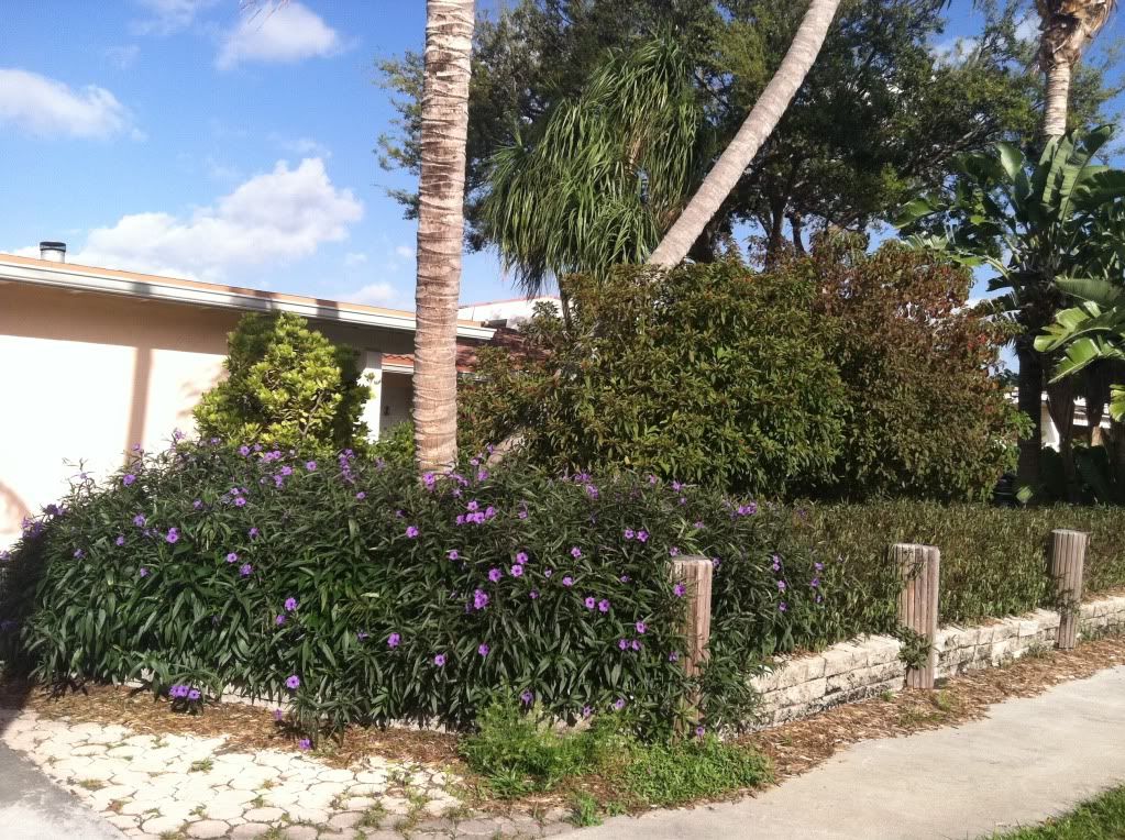 South Florida Landscaping Ideas