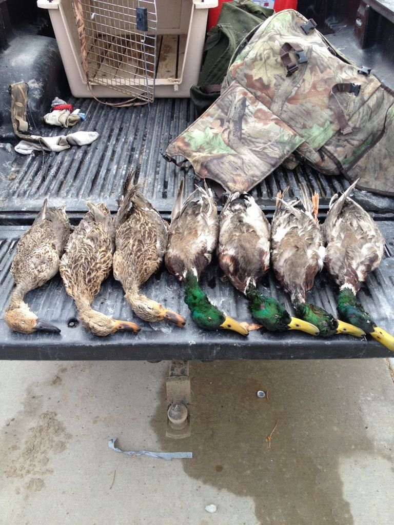 Limit of ducks Puddler Duck Hunting