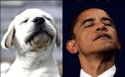 The-arrogance-of-funny-dog-face-do-I-like-Obama-.jpg