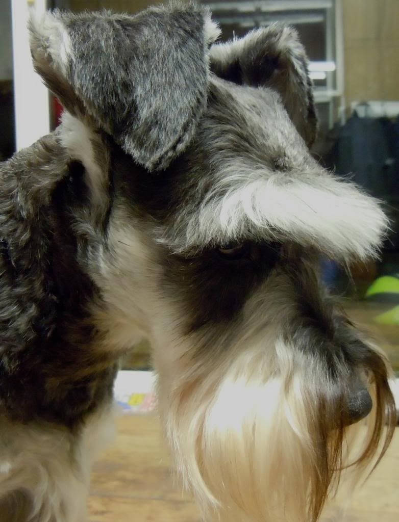 How to keep mini's beard white? The Schnauzer Forum