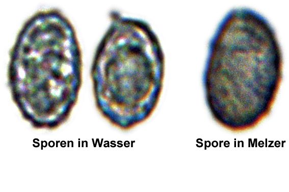  photo Einzelne Sporen.jpg