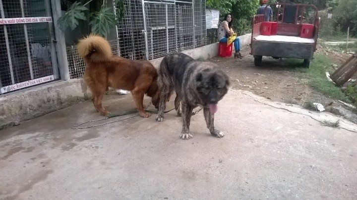Tphcm Bán chó Mountain Dog , Ovcharka - 4