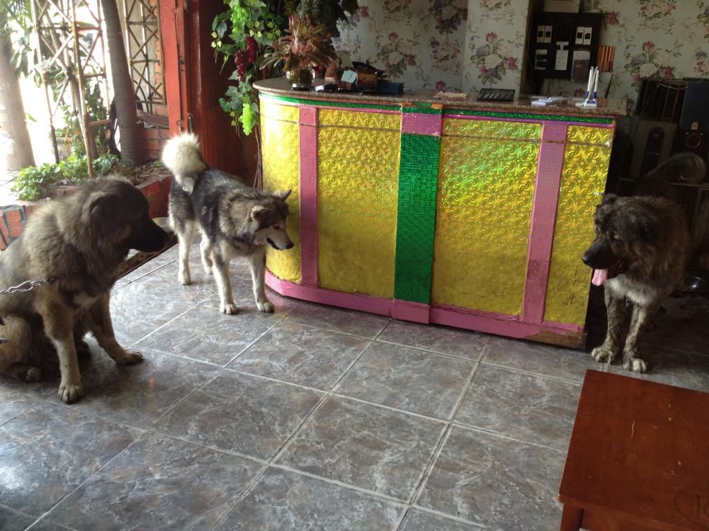 Tphcm Bán chó Mountain Dog , Ovcharka - 2